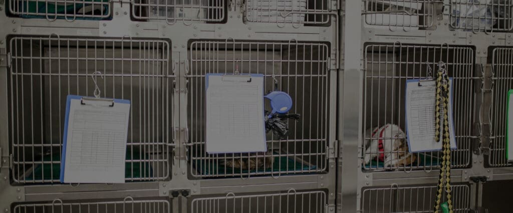 Unlocking $20MM in working capital through veterinary inventory optimization.